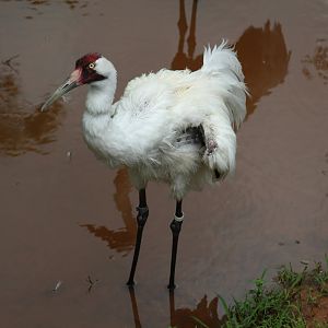 Whooping Crane