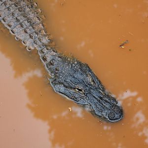 American Alligator