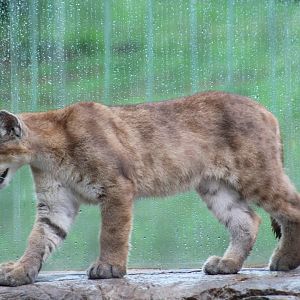 Cougar Cub