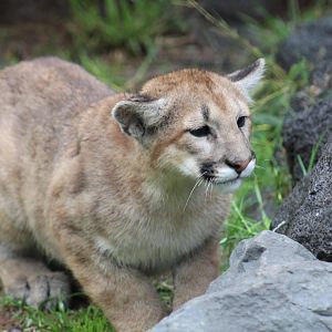 Cougar Cub