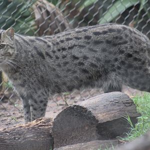 Fishing Cat
