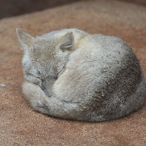 Swift Fox