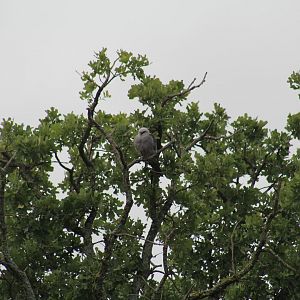 Mississippi Kite