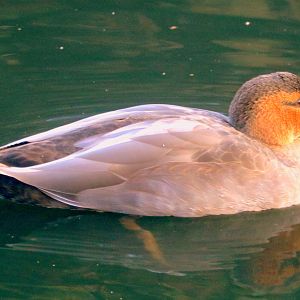 Philippine duck; Barnes; 1st February 2020