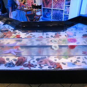 Grand Lobby - No Bone Zone Touchtank