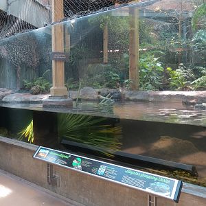 Wetlands Trail - Suwannee River Exhibit