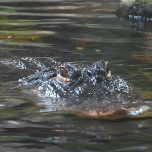 Wetlands Trail - Suwannee River Exhibit - American Alligator