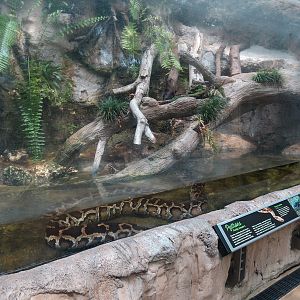 Wetlands Trail - Invasive Python Exhibit - Burmese Python