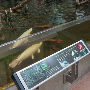 Wetlands Trail - Cypress Swamp Exhibit - Alligator Gar