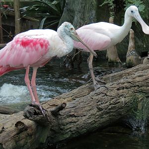 Wetlands Trail - Cypress Swamp Exhibit - Roseate Spoonbill