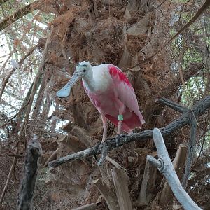 Wetlands Trail - Cypress Swamp Exhibit - Roseate Spoonbill