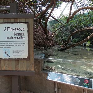 Wetlands Trail - Mangrove Tunnel Exhibit