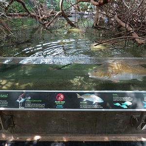 Wetlands Trail - Mangrove Tunnel Exhibit
