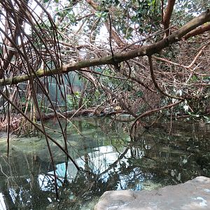 Wetlands Trail - Mangrove Tunnel Exhibit