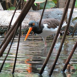 Wetlands Trail - Mangrove Tunnel Exhibit - American Oystercatcher