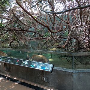 Wetlands Trail - Mangrove Tunnel Exhibit