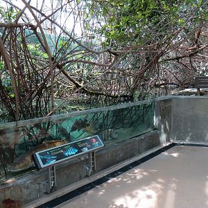 Wetlands Trail - Mangrove Tunnel Exhibit
