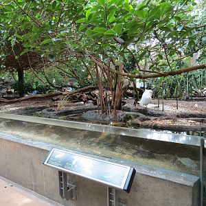 Wetlands Trail - Mangrove Forest Exhibit