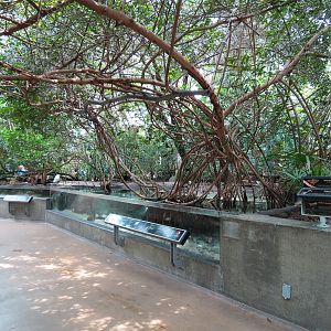 Wetlands Trail - Mangrove Forest Exhibit