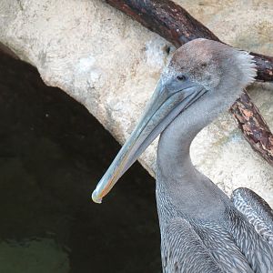 Wetlands Trail - Bay Shore Exhibit - Brown Pelican