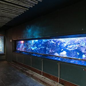 Journey To Madagascar - Reef Exhibit