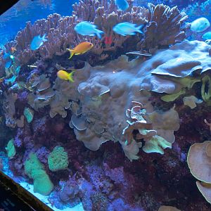 Journey To Madagascar - Reef Exhibit
