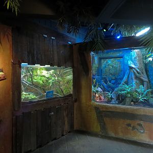 Journey To Madagascar - Chameleon and Gecko  Exhibits