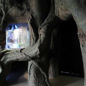 Journey To Madagascar - Hissing Cockroach Exhibit