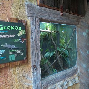Journey To Madagascar - Gecko Exhibit
