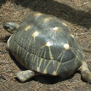 Journey To Madagascar - Land of Lemurs Exhibit - Radiated Tortoise