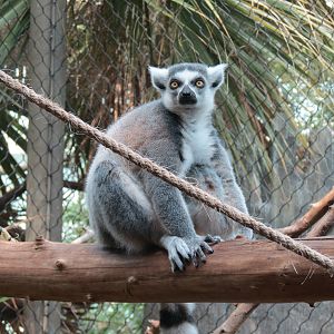 Journey To Madagascar - Land of Lemurs Exhibit - Ring-tailed Lemur
