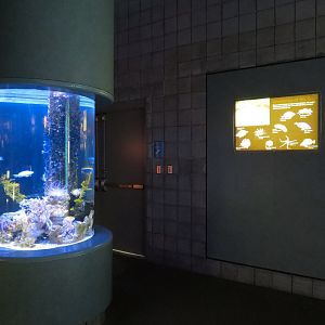 Bays & Beaches - Creatures Of The Bay Exhibit