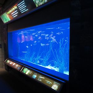 Bays & Beaches - Seagrasses In The Bay Exhibit