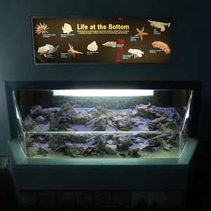 Bays & Beaches - Life At The Bottom Exhibit