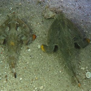 Bays & Beaches - Life At The Bottom Exhibit - Batfish