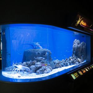 Bays & Beaches - Lobsters Exhibit