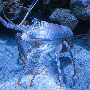 Bays & Beaches - Lobsters Exhibit - Caribbean Spiny Lobster Exhibit