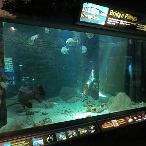 Bays & Beaches - Bridge Pilings Exhibit