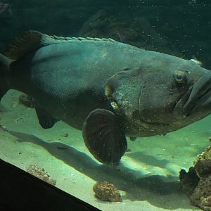 Bays & Beaches - Bridge Pilings Exhibit - Goliath Grouper