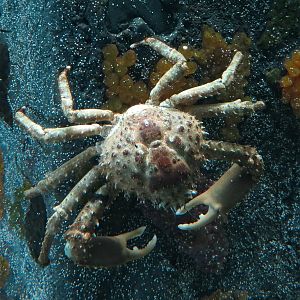Bays & Beaches - Round Column Exhibit - Channel Clinging Crab