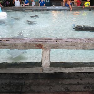 Bays & Beaches - Stingray Bay Touchtank