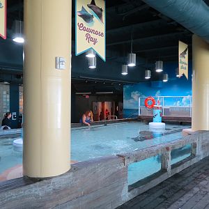 Bays & Beaches - Stingray Bay Touchtank