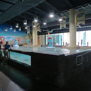 Bays & Beaches - Stingray Bay Touchtank