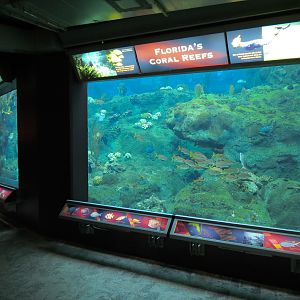 Coral Reefs - 500,000 Gallon Main Exhibit
