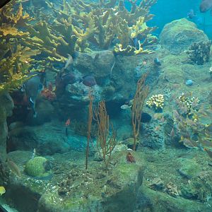Coral Reefs - 500,000 Gallon Main Exhibit