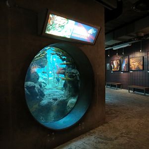 Coral Reefs - 500,000 Gallon Main Exhibit