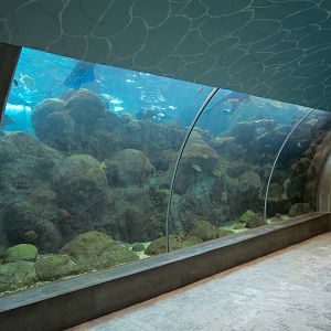 Coral Reefs - 500,000 Gallon Main Exhibit