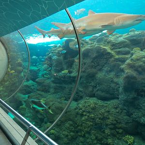 Coral Reefs - 500,000 Gallon Main Exhibit