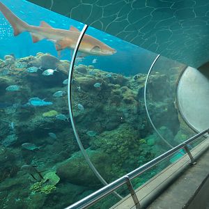 Coral Reefs - 500,000 Gallon Main Exhibit