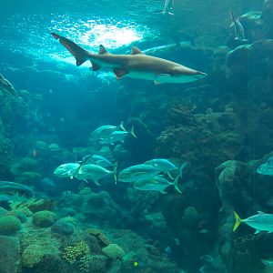 Coral Reefs - 500,000 Gallon Main Exhibit